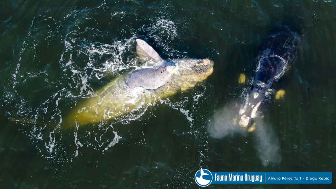 Uruguai: arte e natureza na rota da baleia Franca