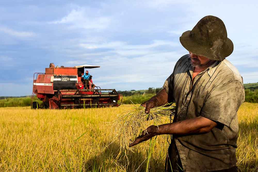 Camex zera imposto de importação para o arroz em casca