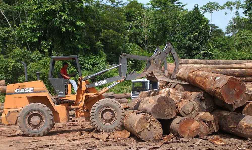 Ibama atualiza sistema digital antifraude para controle da madeira