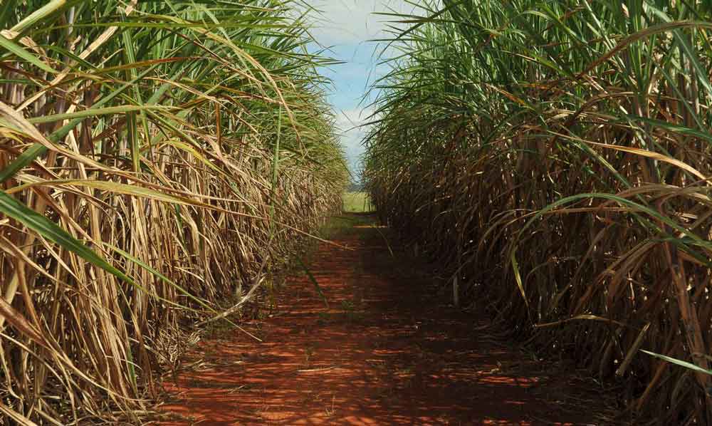 Política Brasil terá cota adicional na exportação de açúcar aos EUA