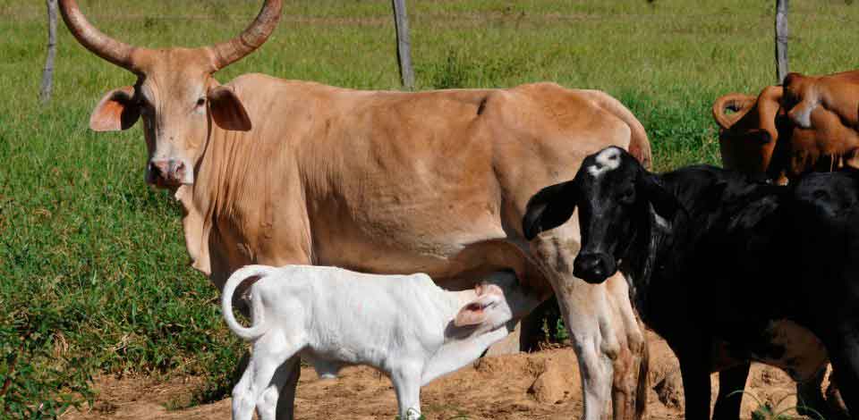 Goiás: Governo alerta para o não uso da cama de frango na alimentação de ruminantes