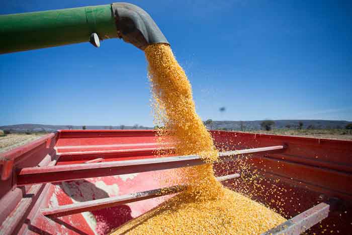 Rio Verde é 2º maior produtor de milho do Brasil
