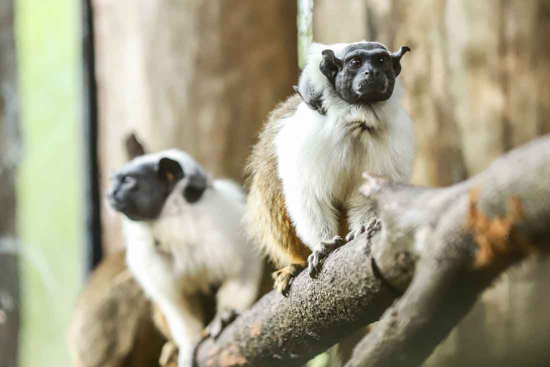 Primatas ameaçados de extinção nascem no zoo