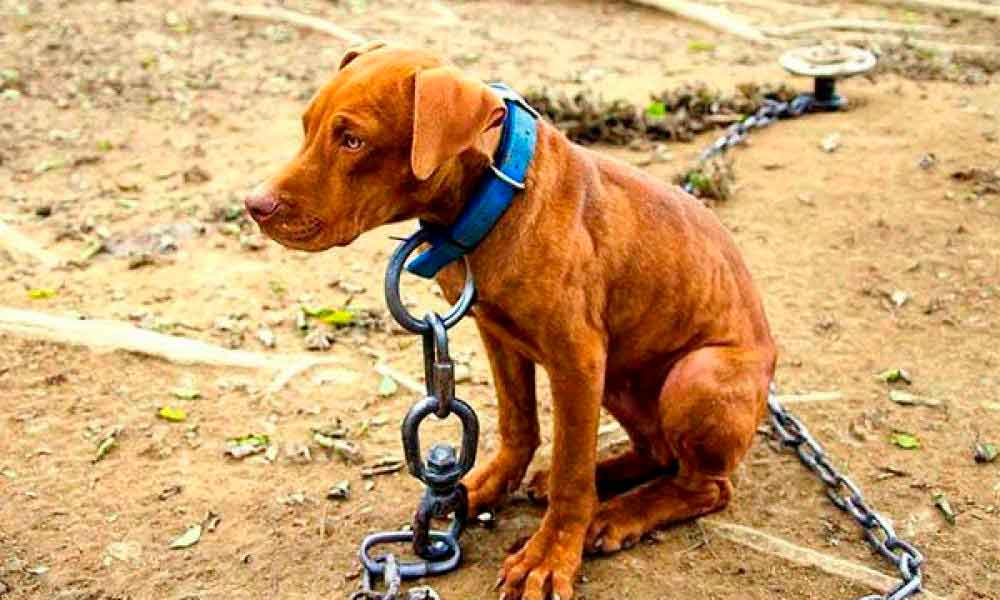 Sancionada lei que proíbe manter animais acorrentados