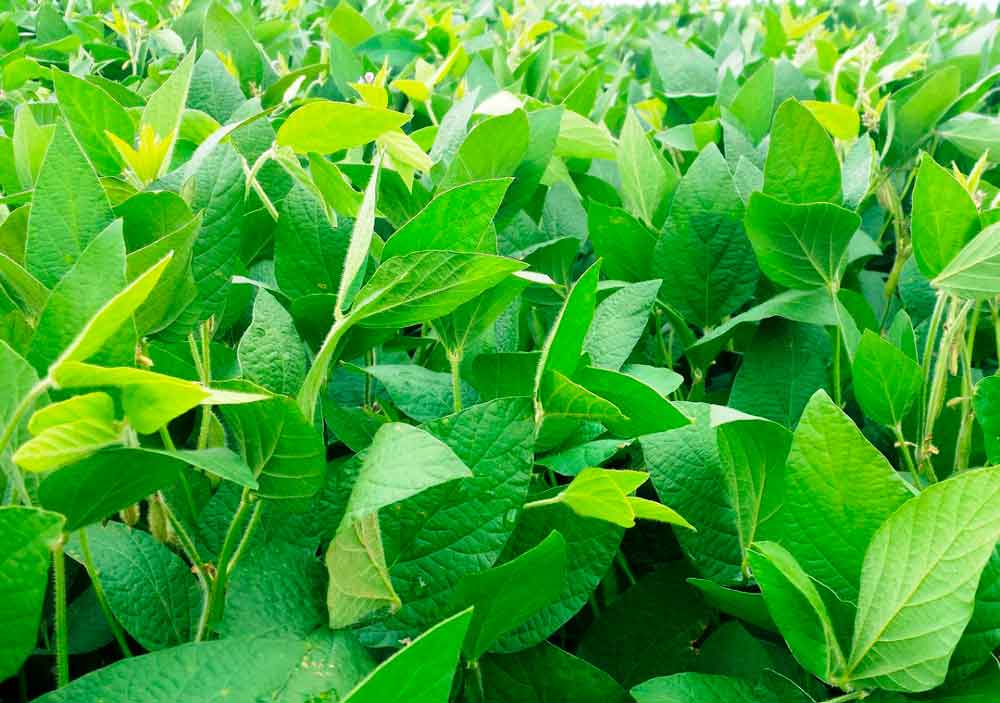 Novo bioinseticida combate pragas nas lavouras de soja, milho e algodão