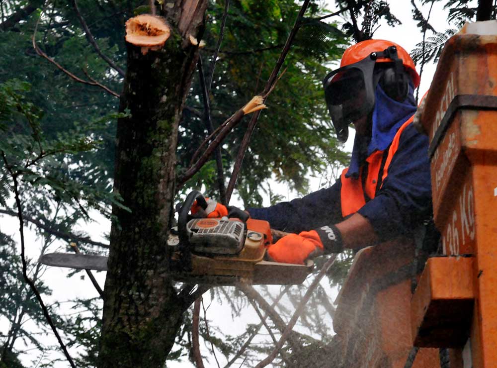 Duas regiões sem energia devido a podas de árvores e manutenção de rede