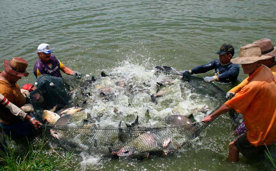 Semana do Pescado: governo incentiva aumento da produção de peixes