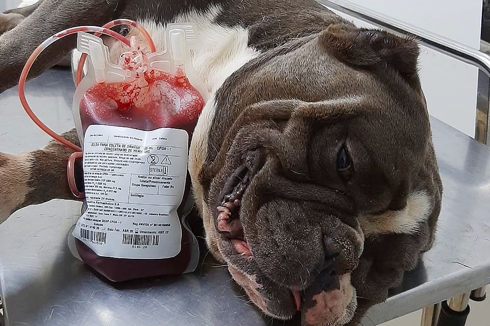 Cães doam sangue para salvar vidas de outros cães