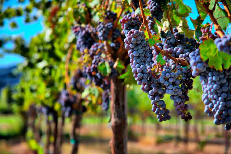 Feira da Uva e do Vinho começa nesta sexta-feira em Planaltina-DF