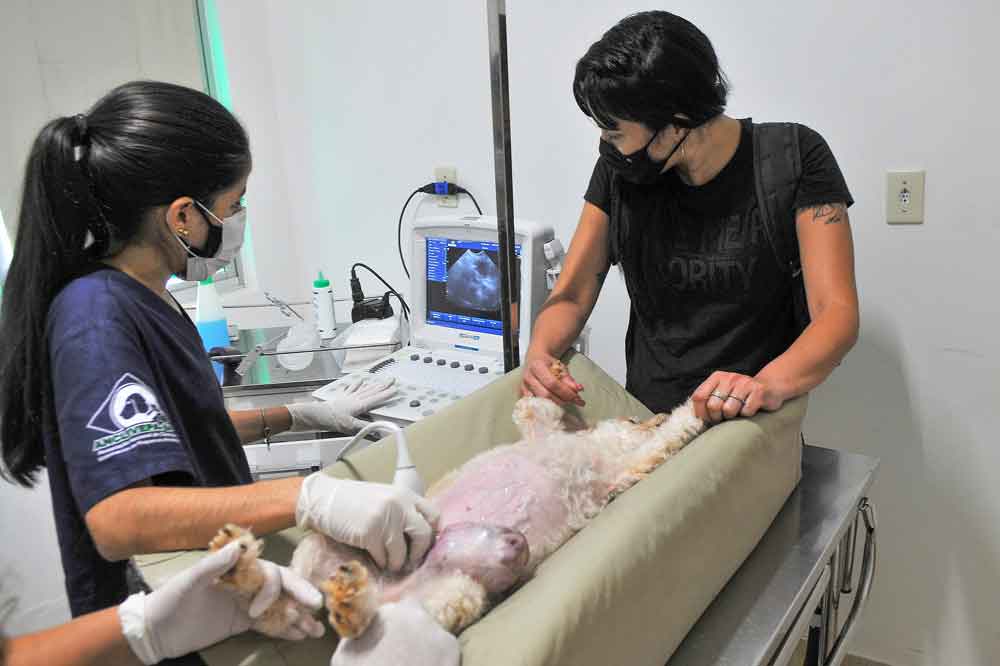 Campanhas de castração serão feitas em clínicas veterinárias