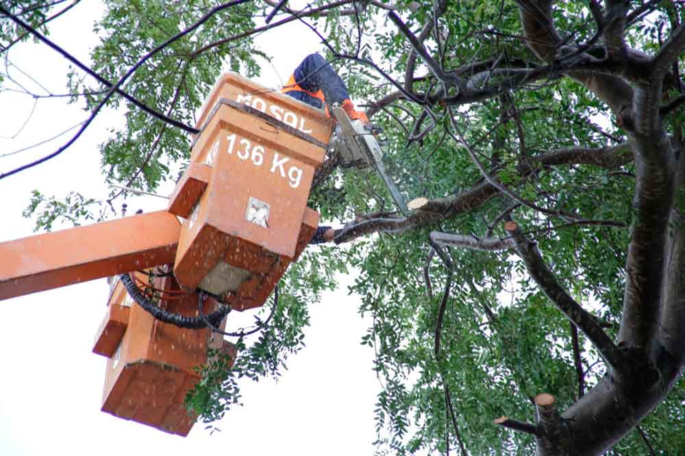 Sistema ajuda na comunicação de corte de árvores nativas