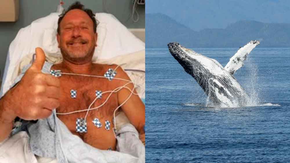 Homem é totalmente engolido por baleia-jubarte durante mergulho