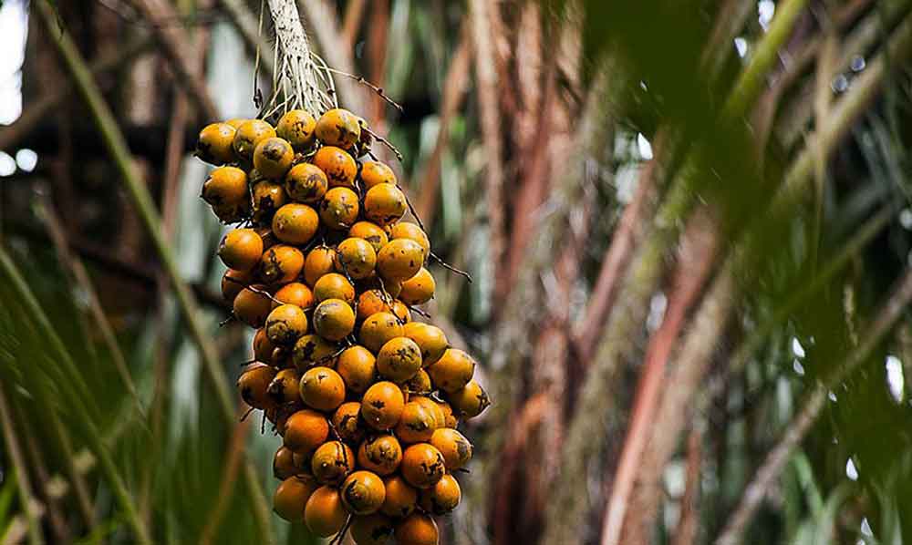 Fruto da Amazônia pode substituir óleo de Palma