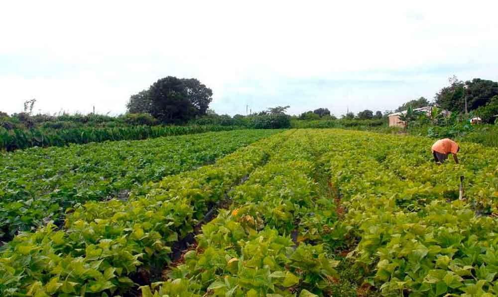 Aumento da temperatura vai afetar a produção de feijão no Brasil