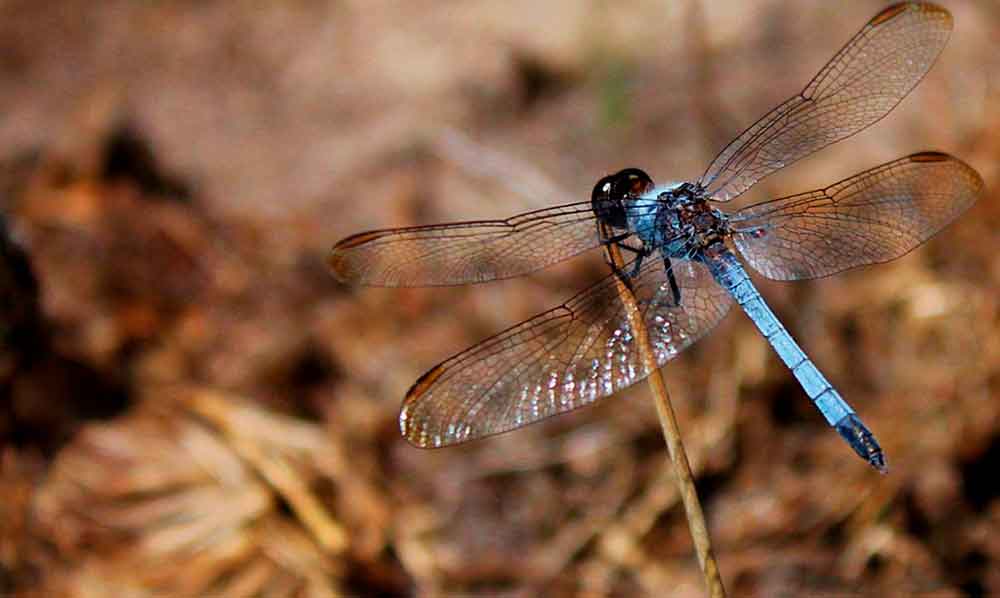 Nova espécie de libélula é descoberta em São Carlos