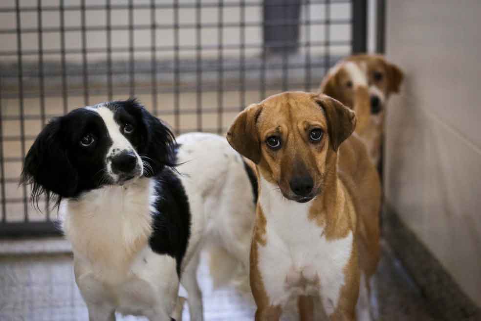 Sancionada lei que institui campanha sobre cinomose canina