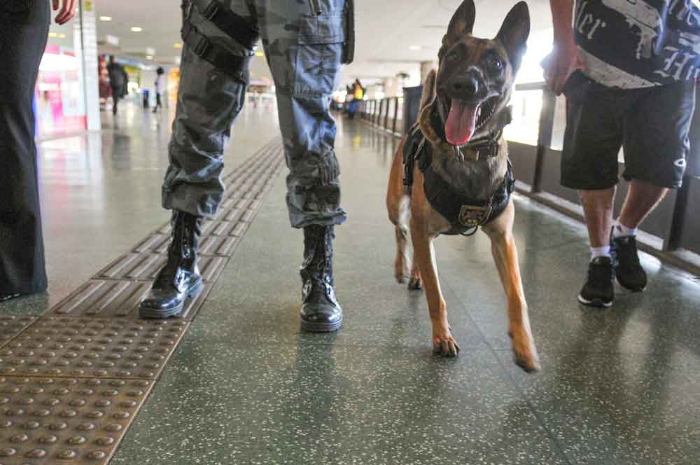 DF: Policiamento com cães, o diferencial no combate às drogas