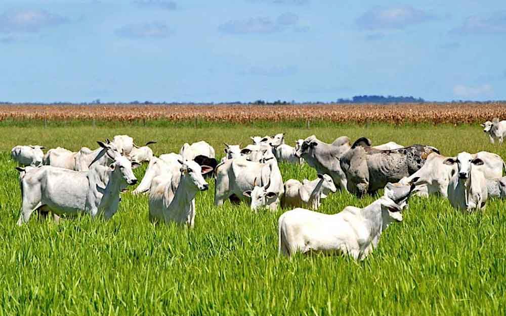 Campanha de vacinação contra febre aftosa terá etapas invertidas em 2022