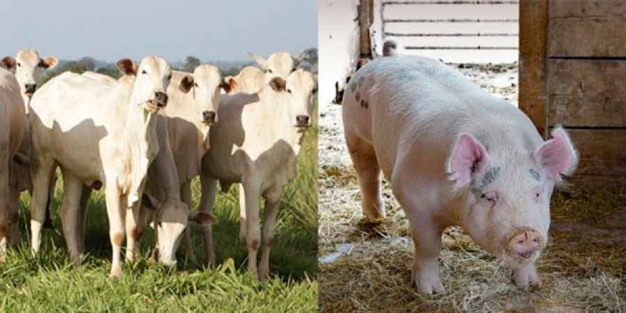 Abate de bovinos e suínos cresceu no segundo trimestre do ano