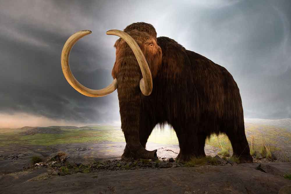 Empresa tentará recriar espécie de mamute extinta há 4 mil anos