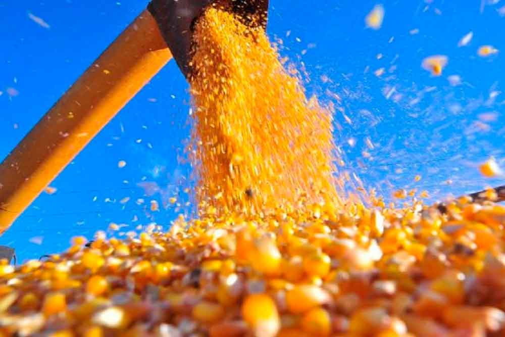 Previsão de safra de grãos é 310,6 milhões de toneladas, diz Conab