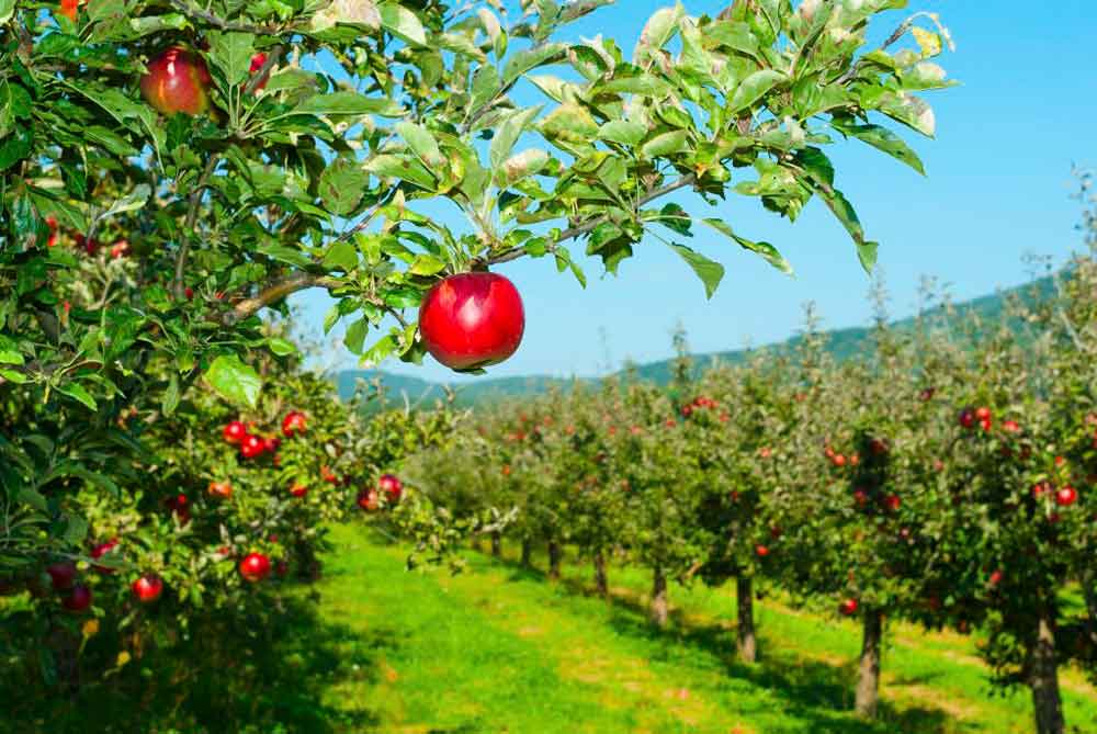 Zoneamento agrícola para a cultura de maçã está disponível para todo o país