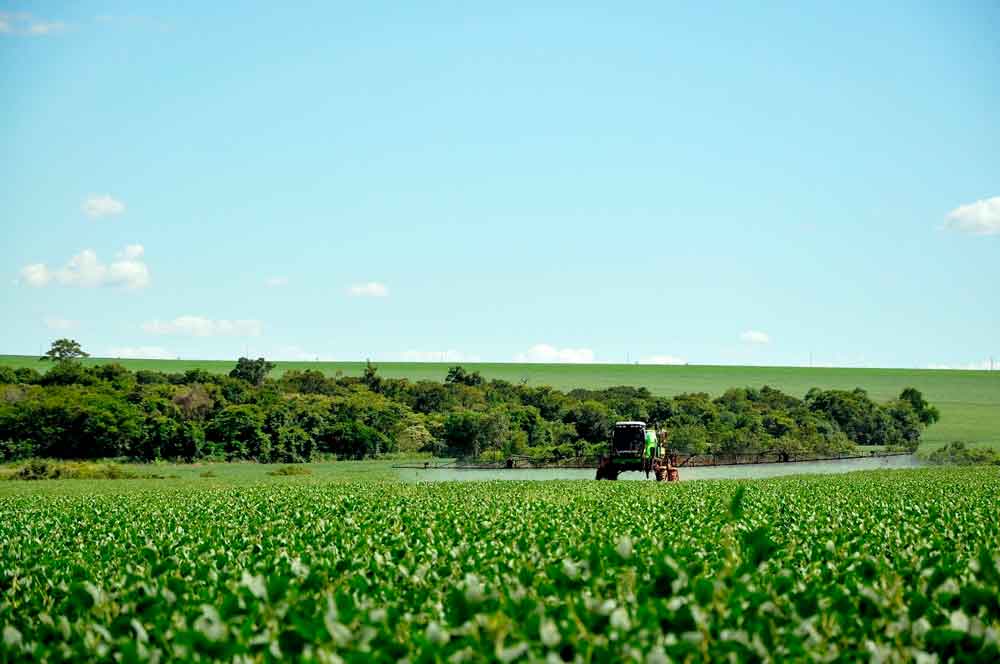 Agricultura: Calendários de semeadura de soja passam a ser obrigatórios para 20 estados