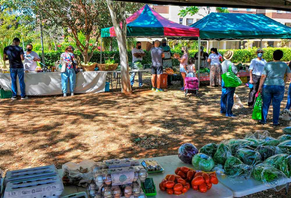 Mercado de orgânicos abre as portas para agricultura familiar