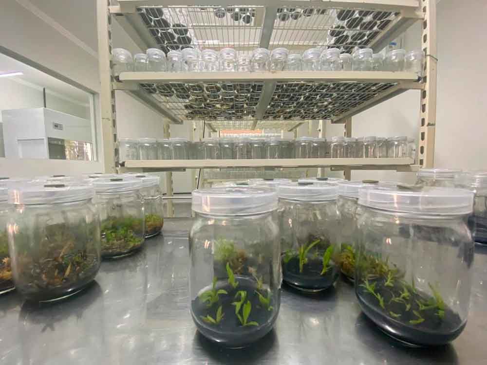 Jardim Botânico amplia laboratório de reprodução in vitro