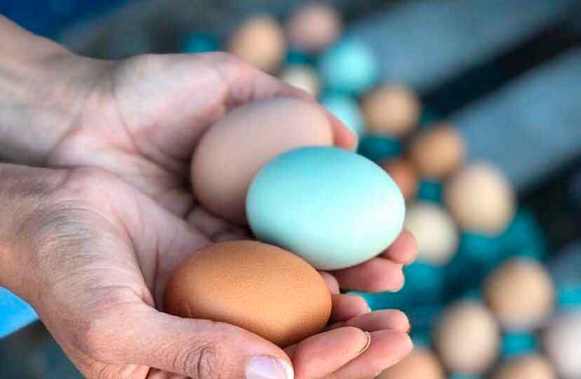 Curso gratuito vai ensinar a implantar agroindústria de ovos