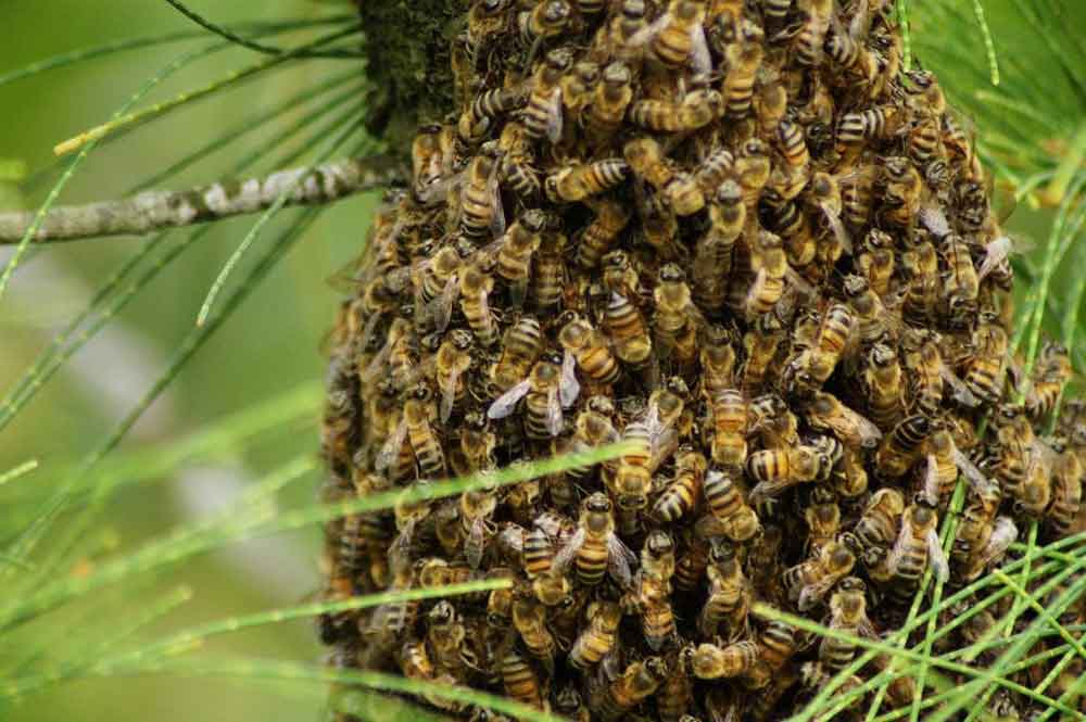 Entenda a importâncias das abelhas para a biodiversidade do planeta