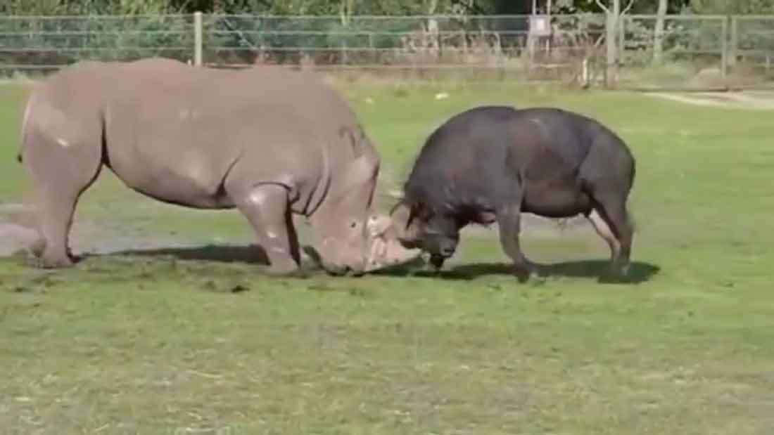 Rinoceronte lança búfalo de quase 1 tonelada ao ar em savana