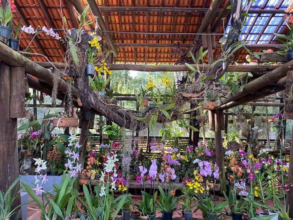 Jardim Botânico promove 2ª Feira de Orquídeas de 2021