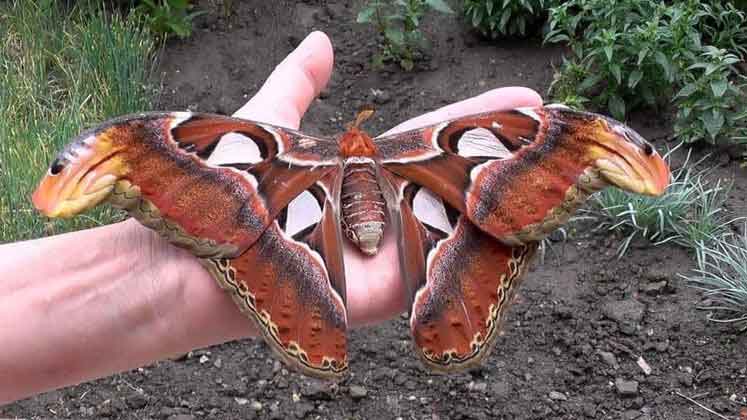 Esta mariposa tem camuflagem de cobra, não come e vive poucos dias