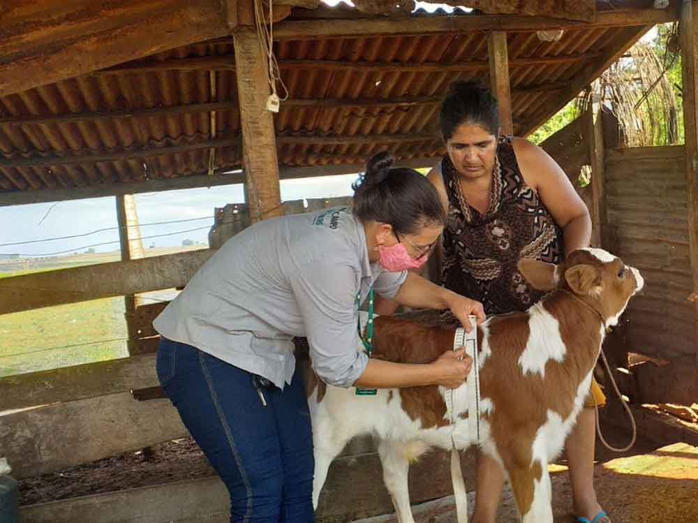 Governo Federal lança guia com indicadores de qualidade para os serviços veterinários de saúde animal