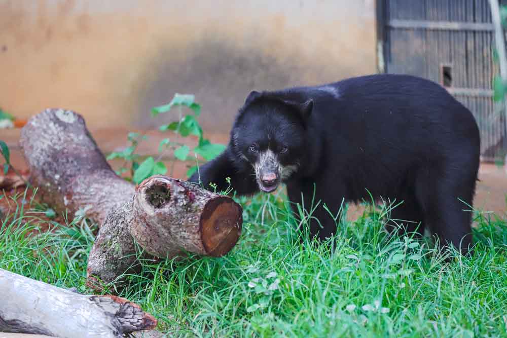 Zoológico de Brasília recebe ursa ameaçada de extinção