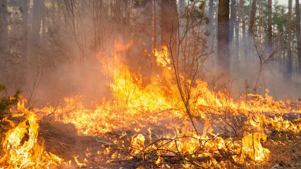 Incêndios florestais atingem França e milhares são retirados de casa