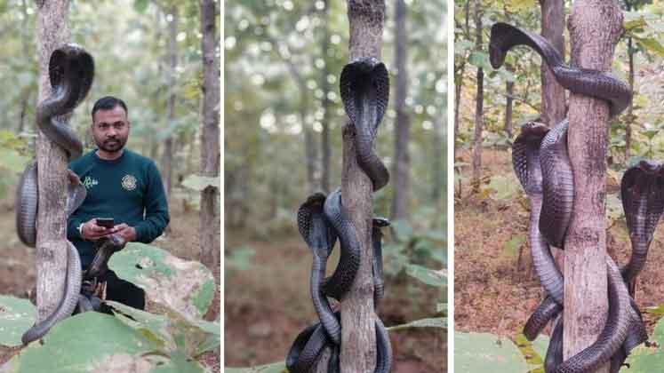 Cobras venenosas comemoram a liberdade na mesma árvore