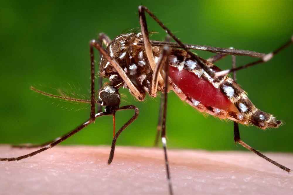 Estudo avalia impacto em bebês da infecção materna por zika