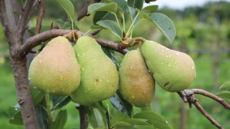 DF inova com a produção de frutas como maçã e pera