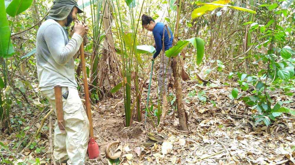 Aplicativo SiFlor Cerrado orienta produtor sobre melhor espécie florestal a ser plantada na propriedade