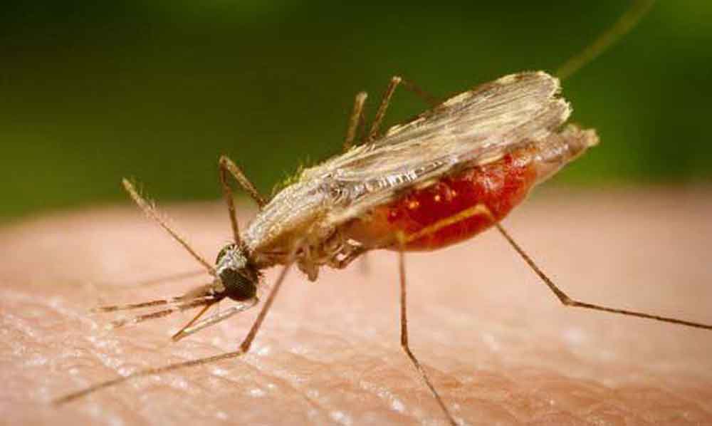 Malária: conheça os principais sintomas e como é o tratamento