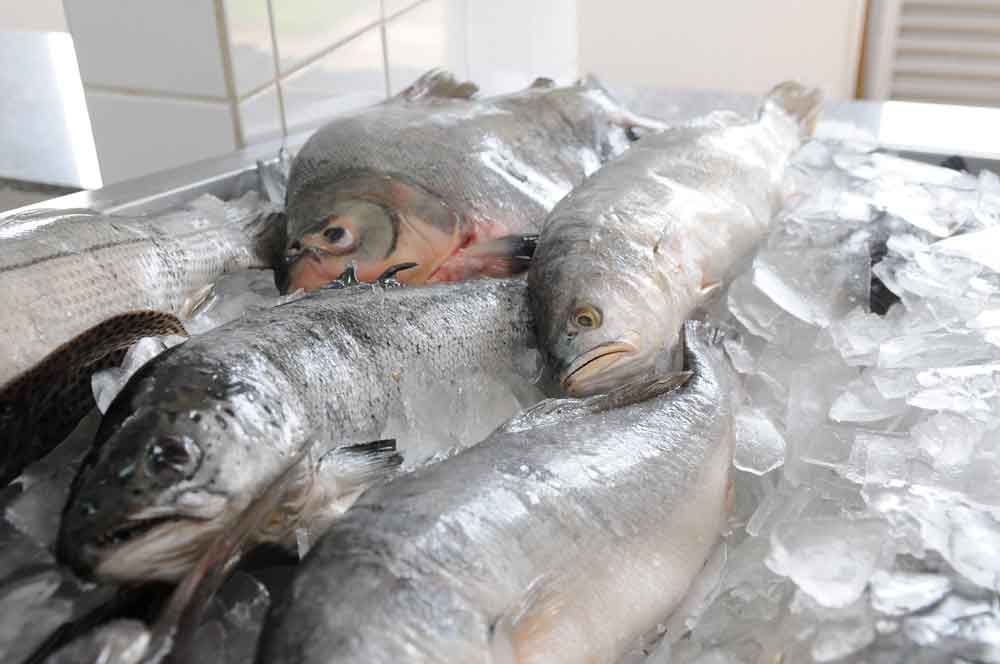 Peixes em seis estados da Amazônia têm contaminação por mercúrio