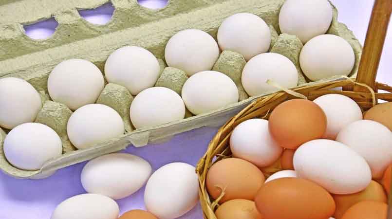 Curso online sobre implantação de agroindústria de ovos