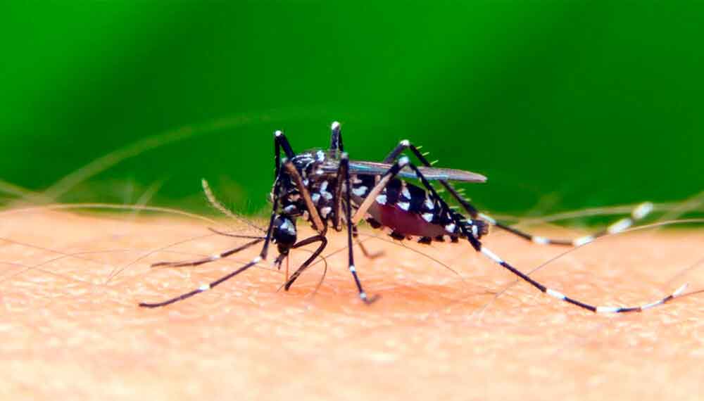 Agência Brasil explica diferença entre pernilongo e mosquito da dengue