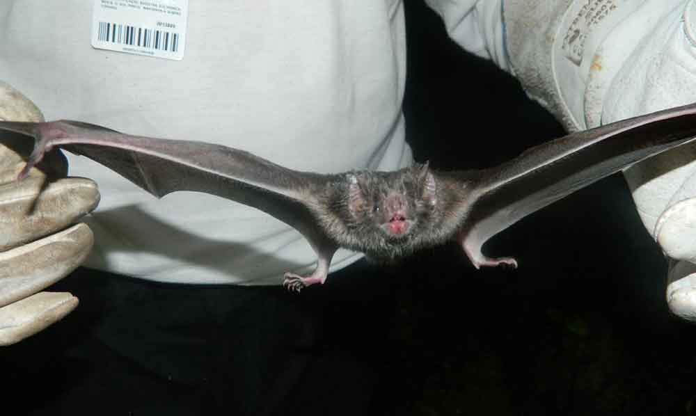DF tem monitoramento de morcegos para prevenção da raiva