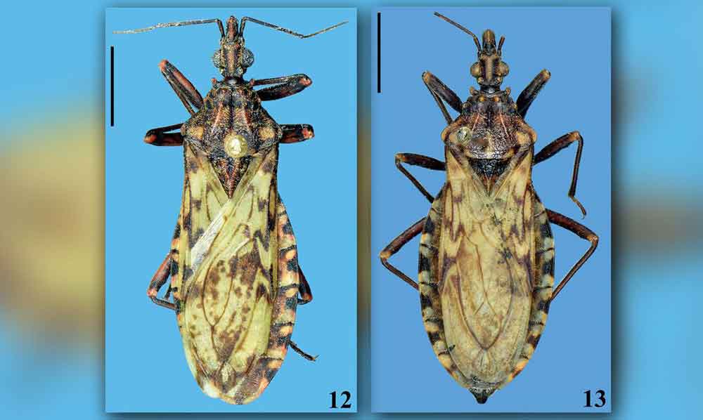 Saúde atua para interromper transmissão vertical da doença de Chagas