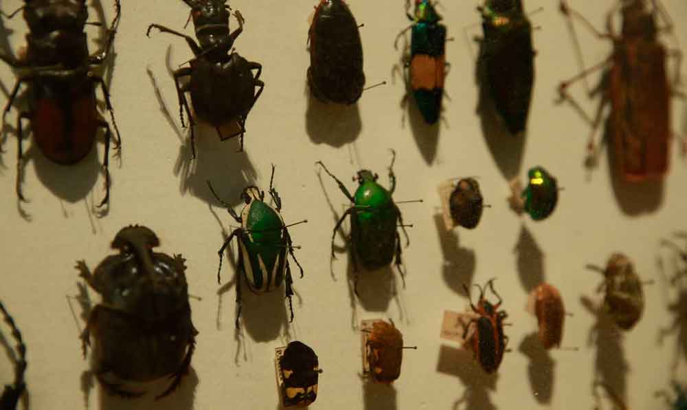 Biodiversidade de insetos no Brasil está em queda, mostra estudo