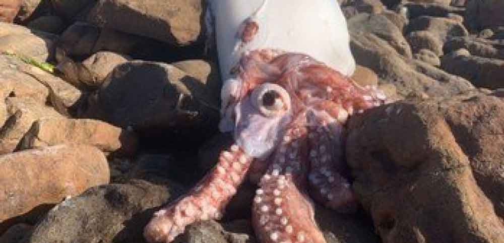 Monstro dos mares: lula-gigante que vive nas profundezas é encontrada em praia