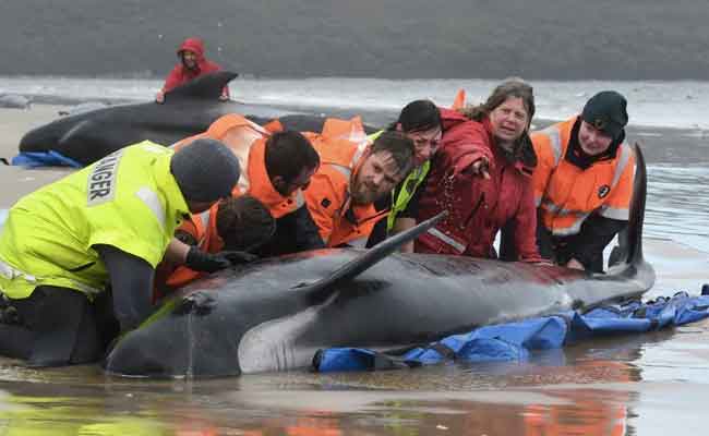 Autoridades encontram 230 baleias encalhadas na Austrália e temem a morte de metade do grupo